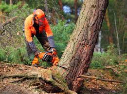 Trusted Silver City, NM Tree Services Experts